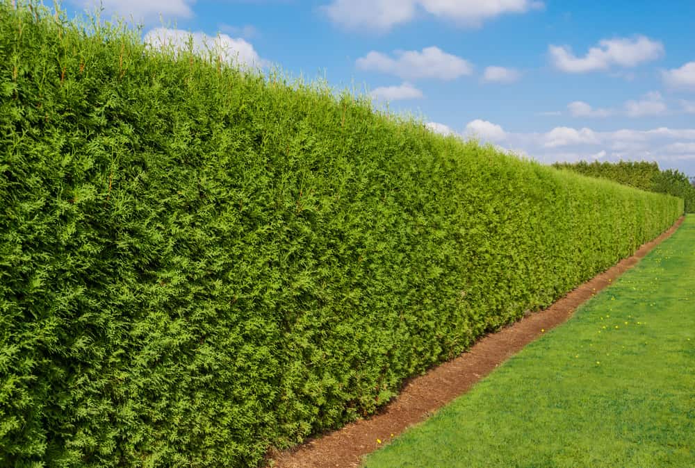 在后院的树篱提供隐私作为围栏的替代方案