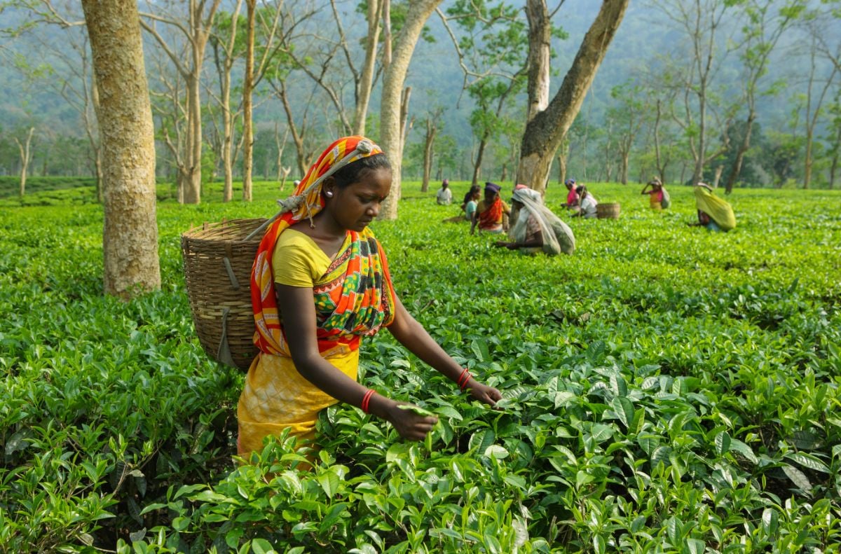 收获茶叶的农民。