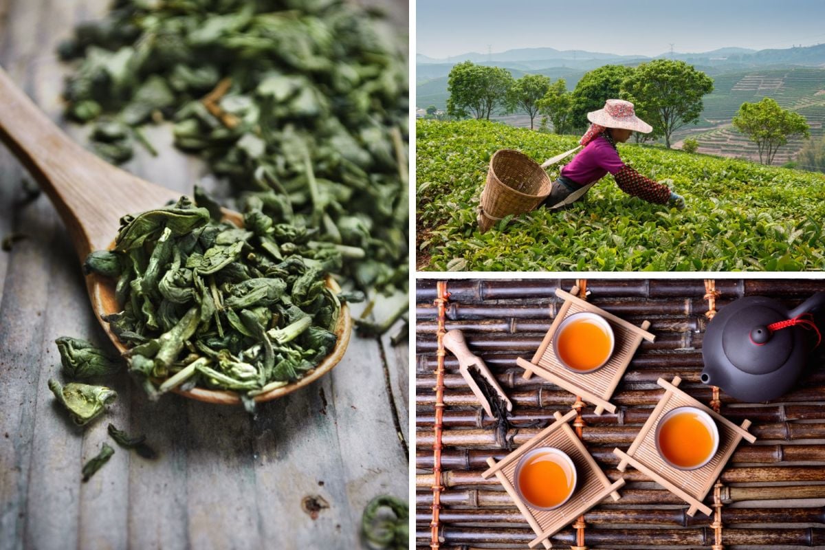 不同类型的茶的照片拼贴-茶叶，茶田，茶具