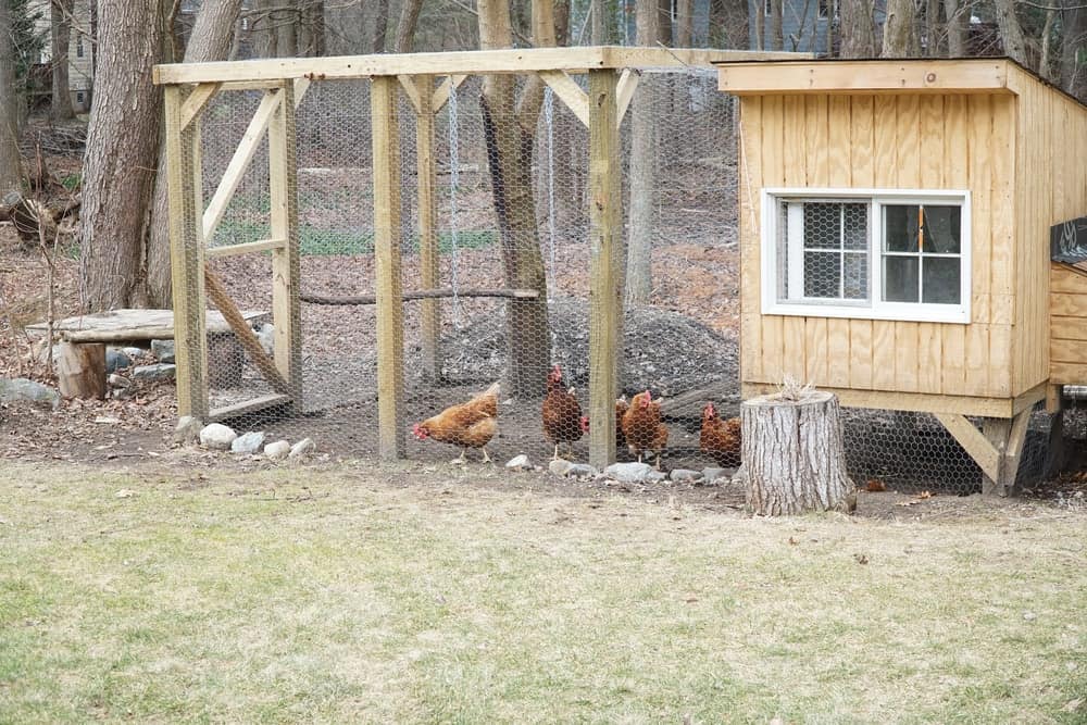 一个住宅鸡舍后院。