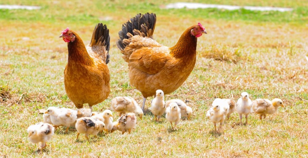 一对鸡和一窝小鸡在草地上自由漫步。