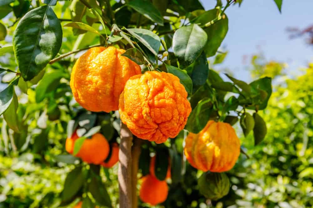 一簇含有花青素的新鲜血橙。