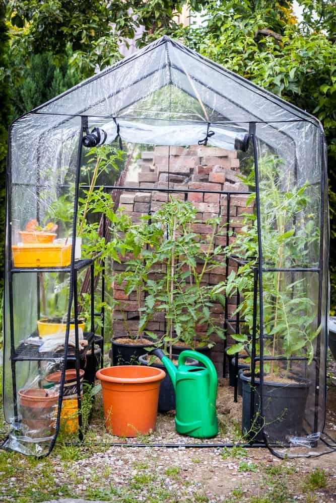 一个种着西红柿的后院小温室。