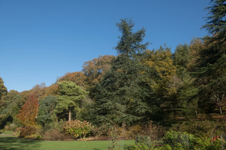 在阳光明媚的日子里，蓝阿特拉斯雪松和其他针叶树一起生长在美丽的公共景观中