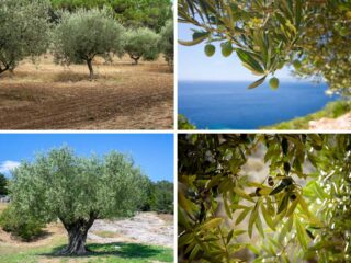 不同类型橄榄树的照片拼贴。