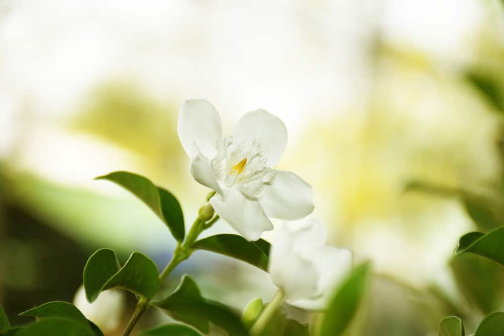 美丽的白色栀子花从常绿植物中抬头shrubå