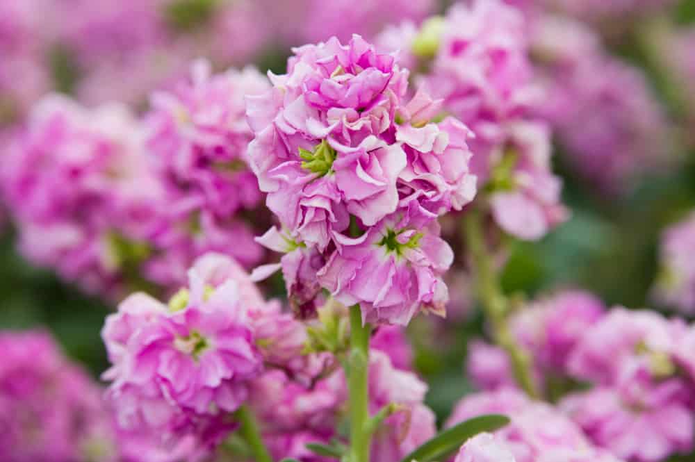令人惊叹的亮粉色马提拉花簇生长在花园里
