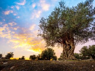 一棵老橄榄树和夕阳。