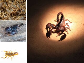 不同类型蝎子的照片拼贴。