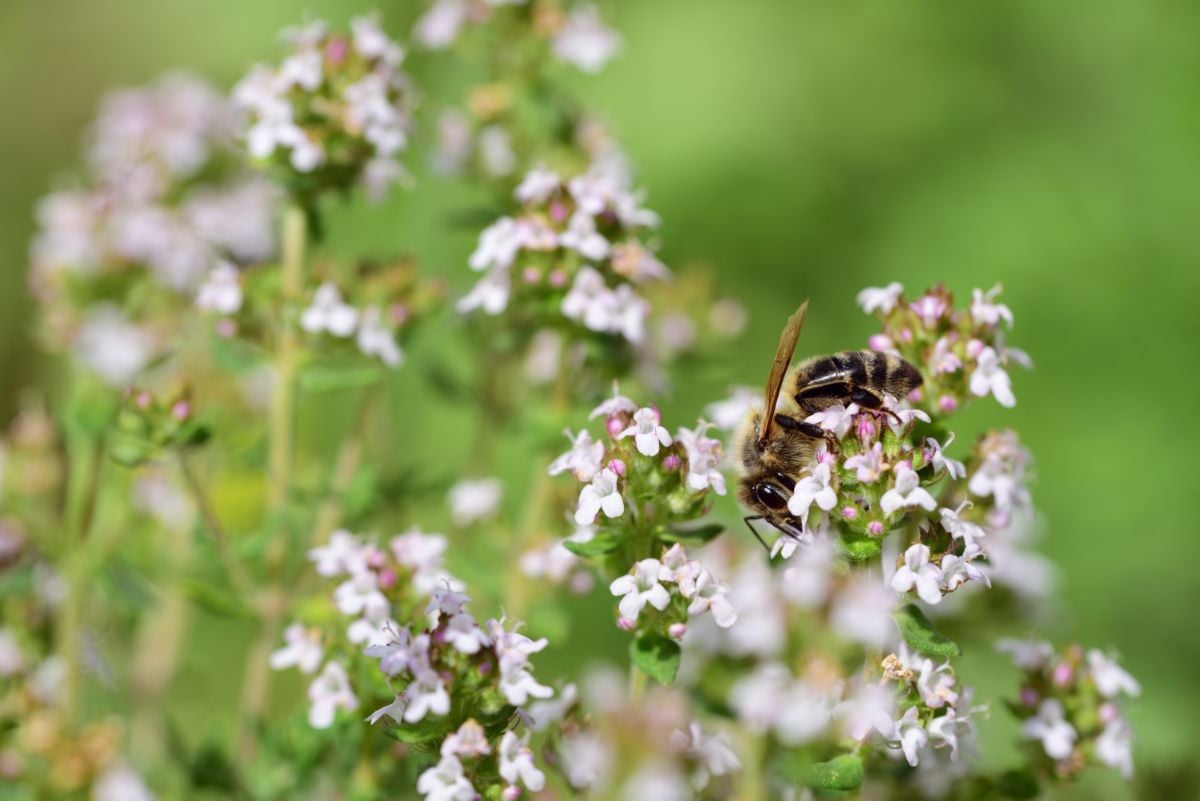 小蜜蜂正在观赏牛至植物上淡紫色的花朵